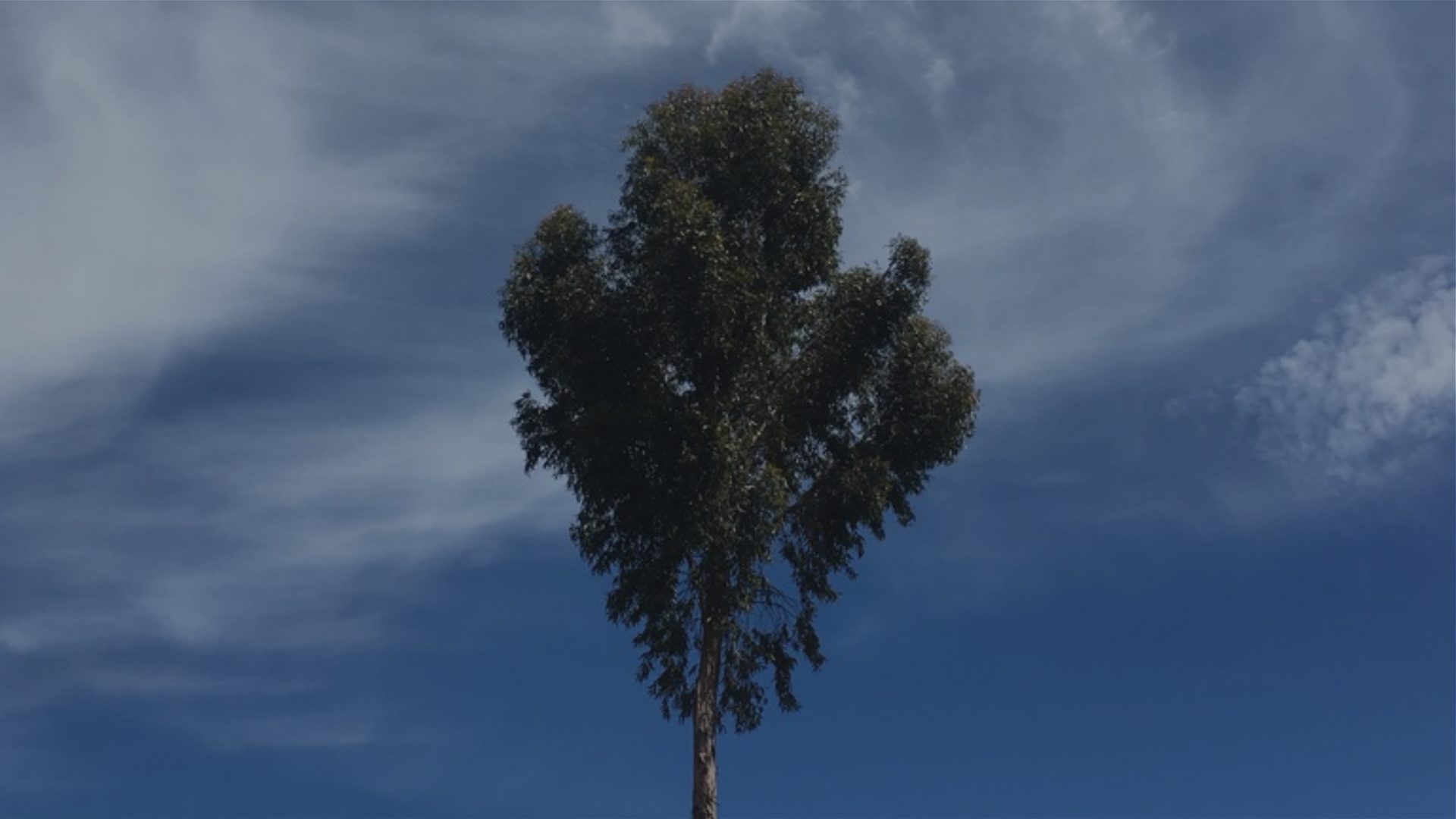 A single tree with a rounded, wind-shaped canopy stands against a deep blue sky streaked with thin cloud.