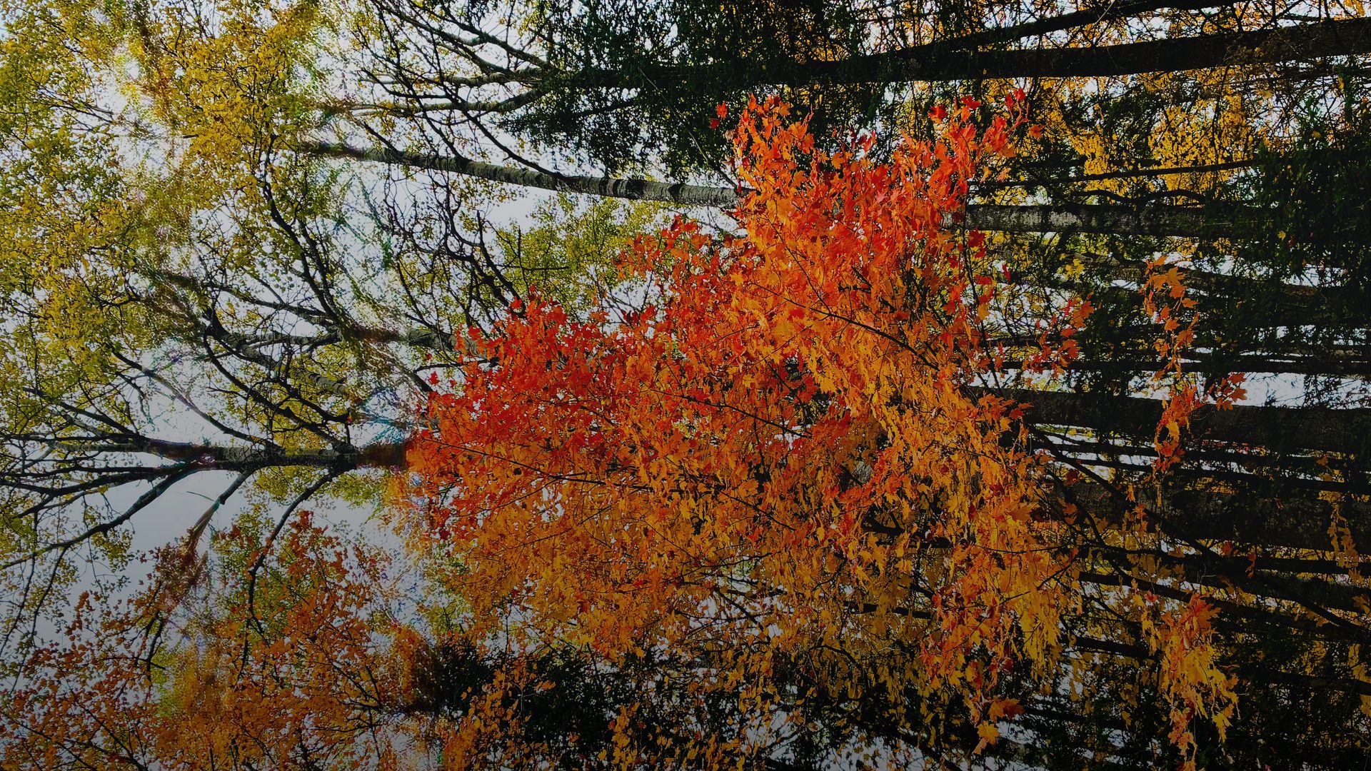 Bright orange and yellow autumn leaves stand out among dark evergreen branches.