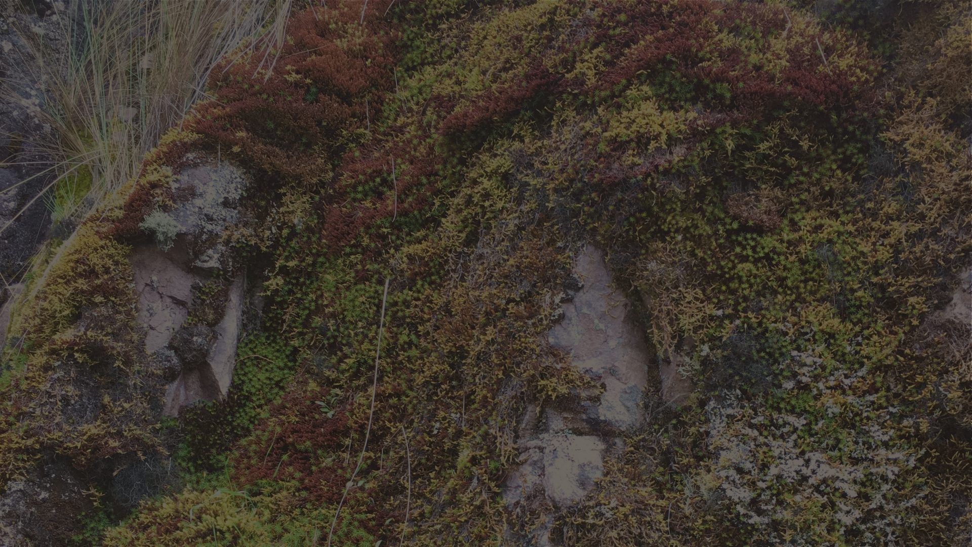 Moss and lichen spread across a rock face in patches of green and rust.