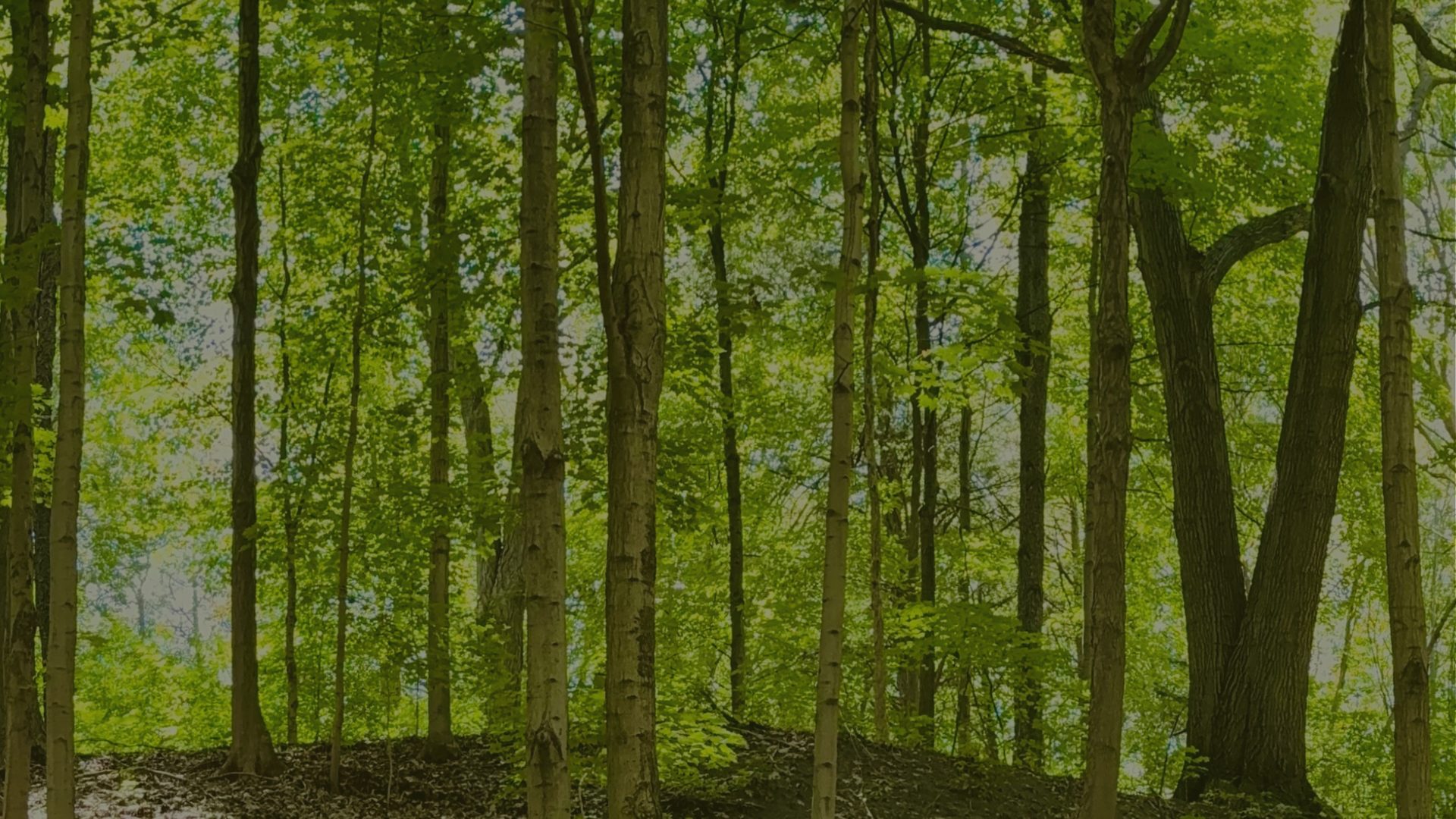 Sunlight filters between the trunks of a dense green forest.