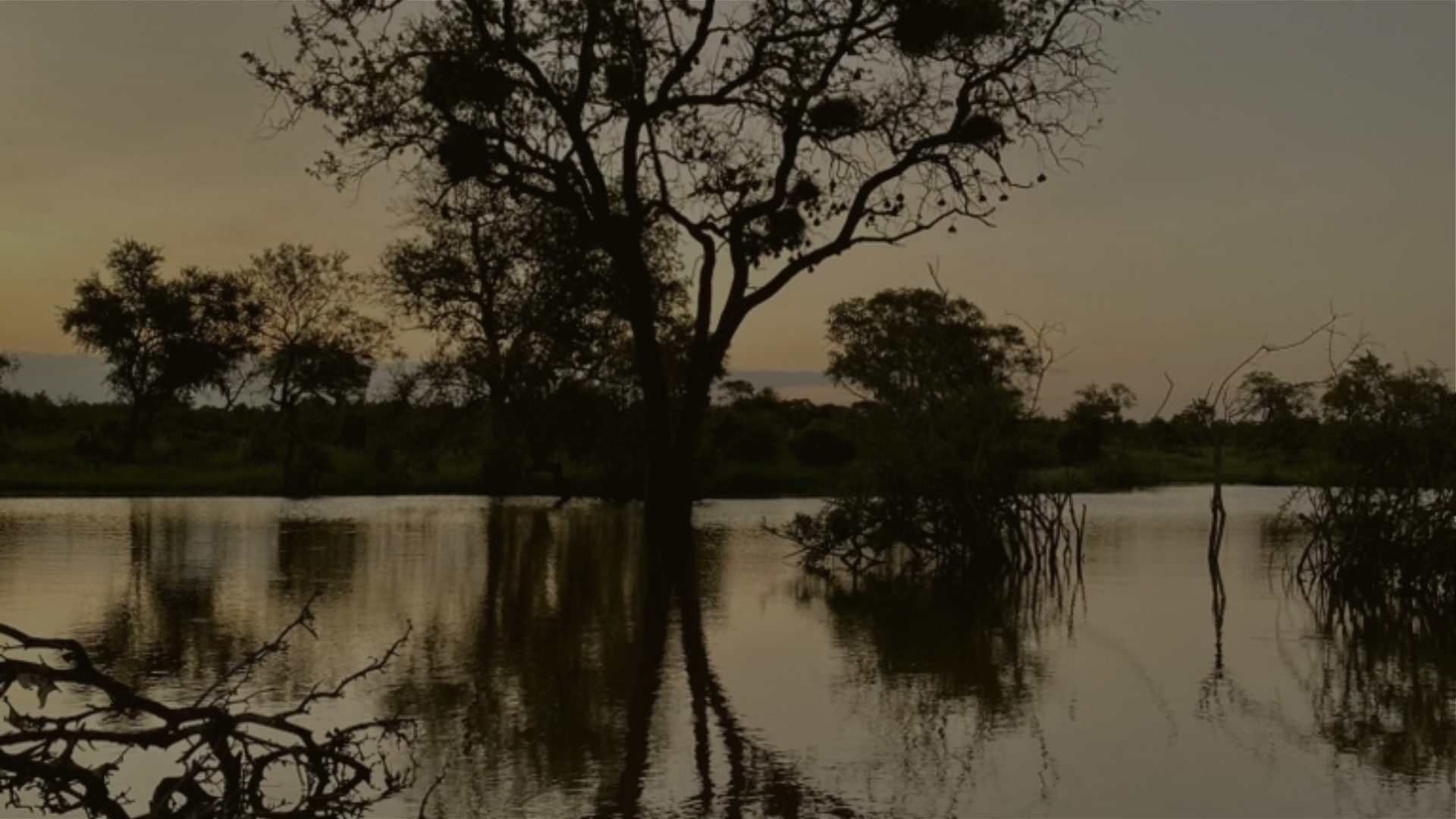 A bare tree stands at the water's edge at dusk, its reflection still on the surface below.