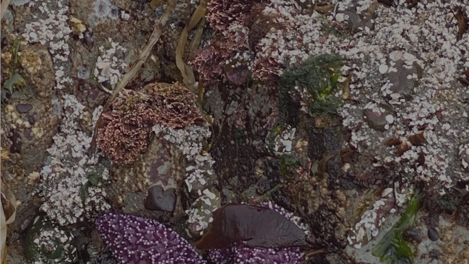 A close view of a rocky tide pool shore, crusted with white barnacles and rust-red and green seaweed, with a purple sea star and a small heart-shaped dark stone.