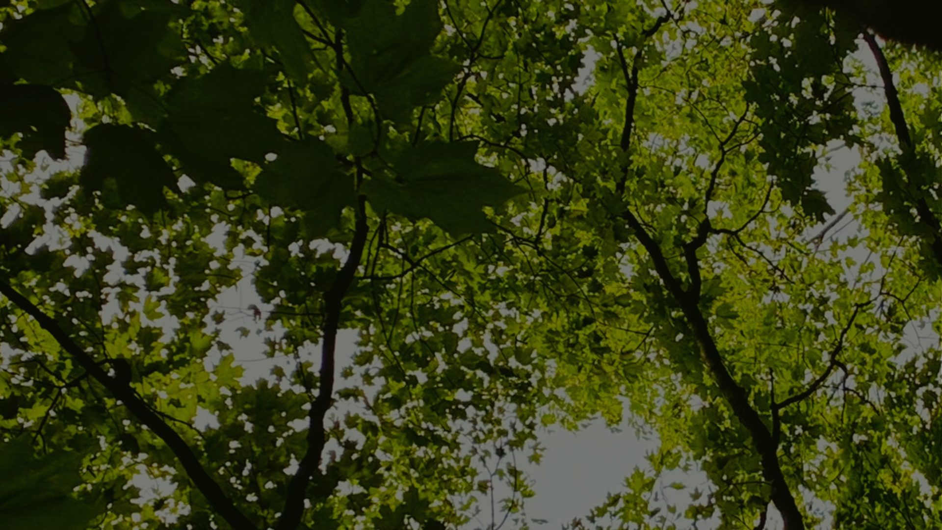 Sunlight breaks through a canopy of overlapping green leaves overhead.