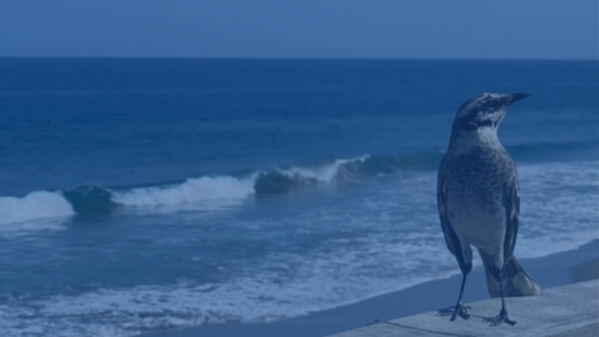 A bird stands on a ledge above the shore, looking out at waves breaking on the beach below.