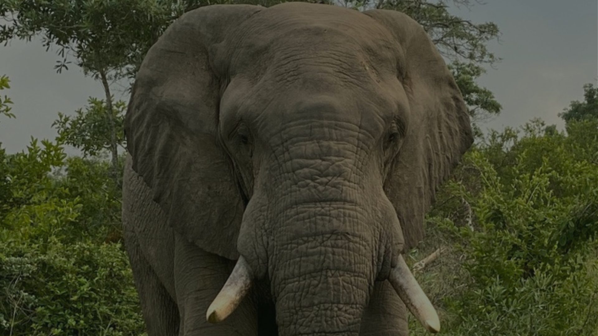 An elephant faces the camera head-on, tusks and trunk lowered, surrounded by dense green bush.