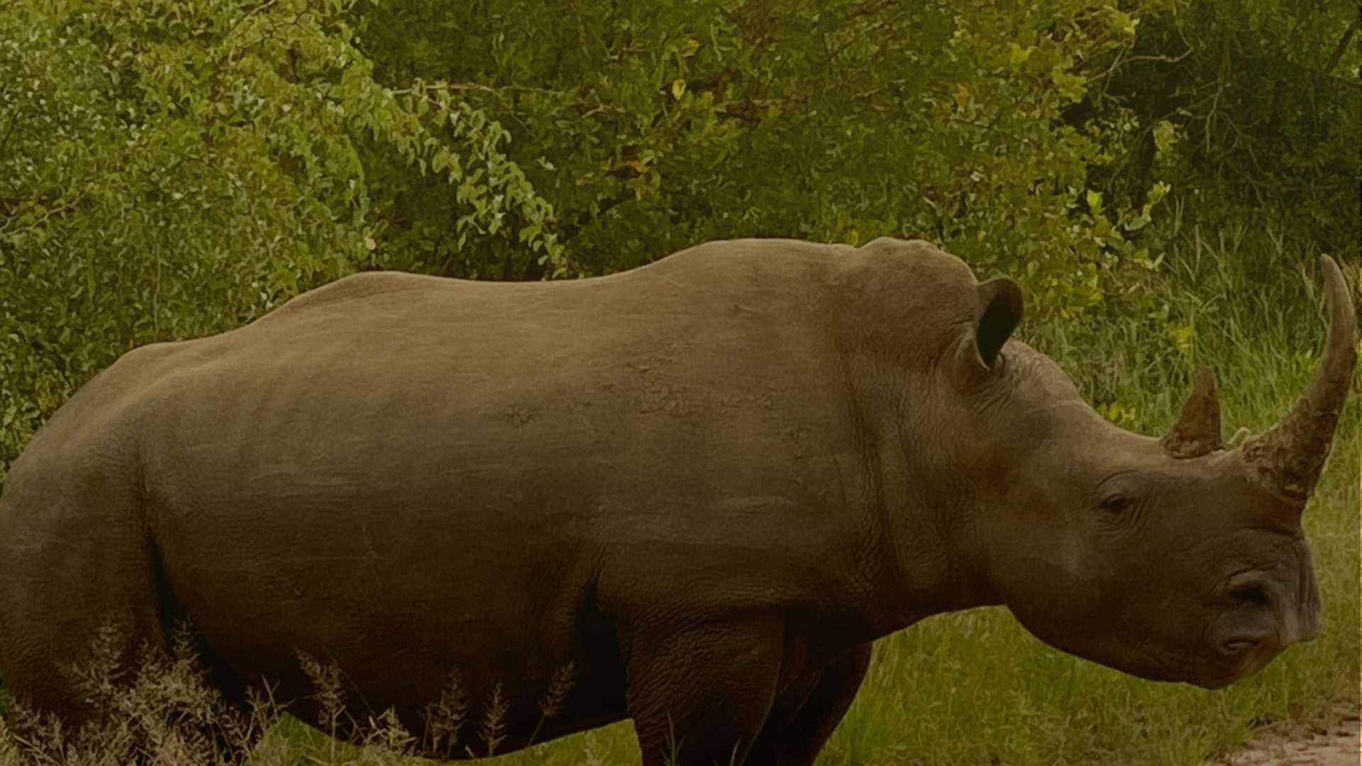A white rhinoceros stands side-on in front of dense green bushes, its long horn curving up at the right and tall grass at its feet.