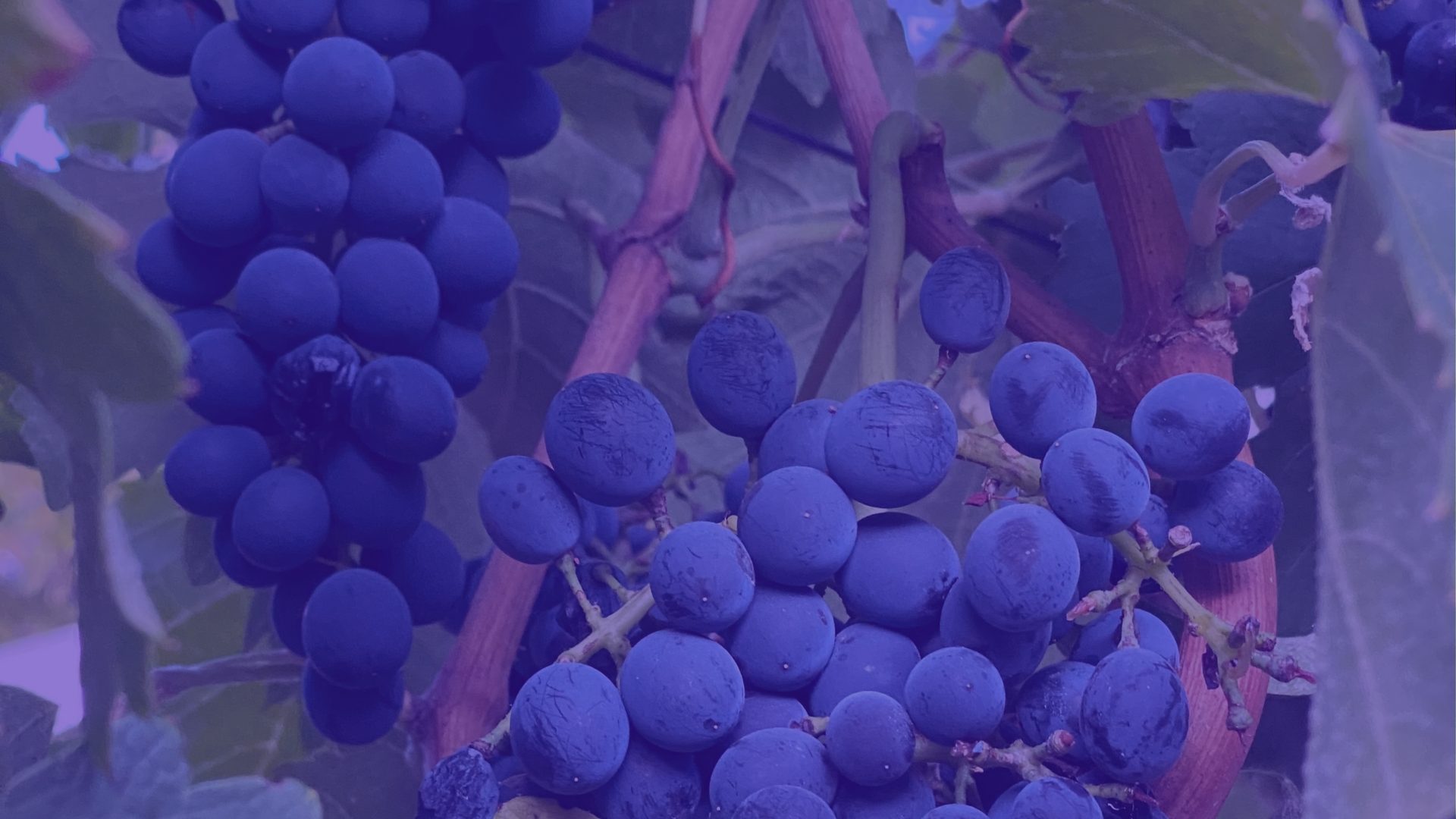 Clusters of dark purple grapes hang heavy on the vine among green leaves.