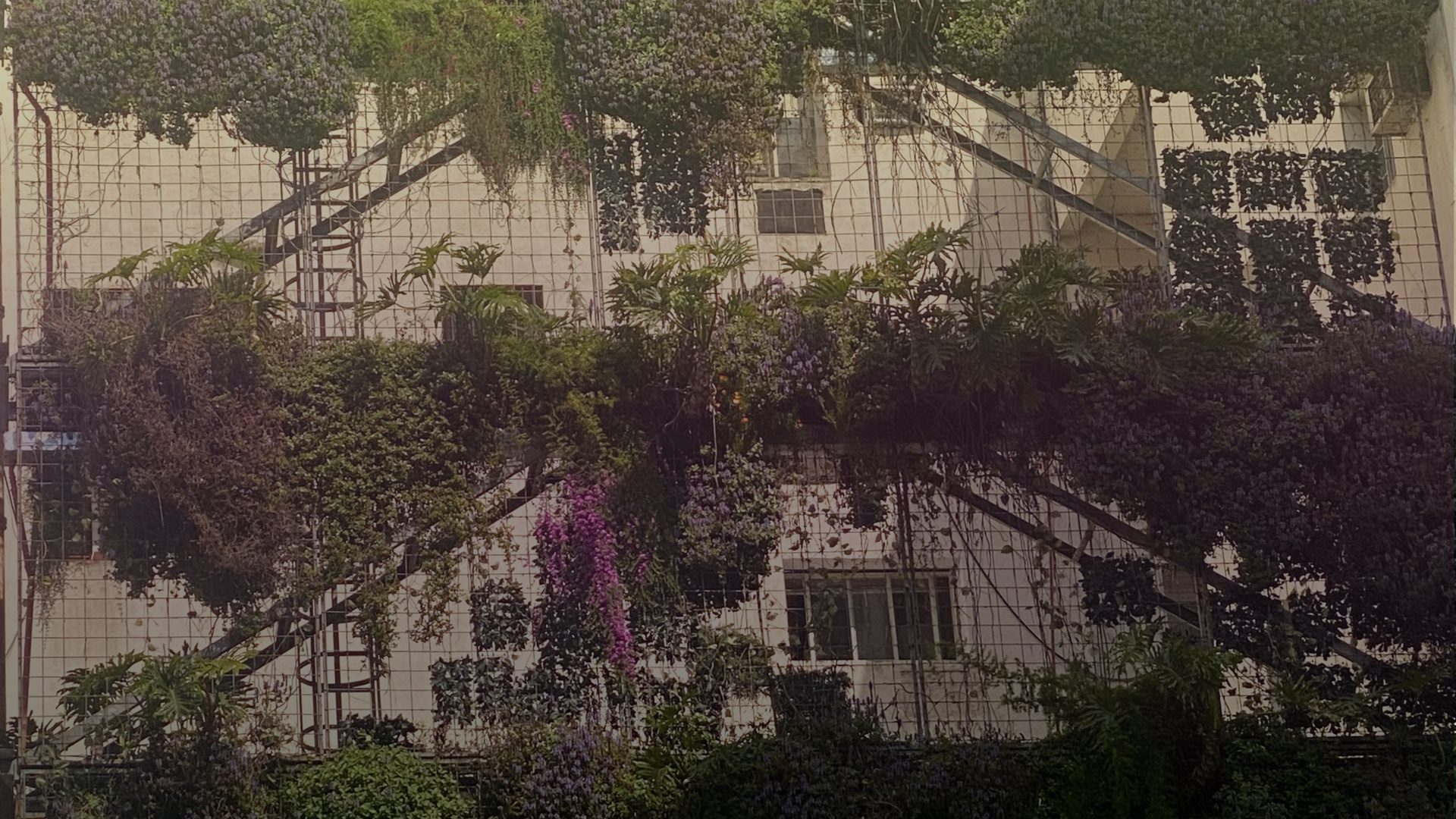 A pale building wall behind a steel mesh grid, almost covered by climbing green and purple vines and leafy plants, with a diagonal staircase showing through and one bright magenta flower cluster.