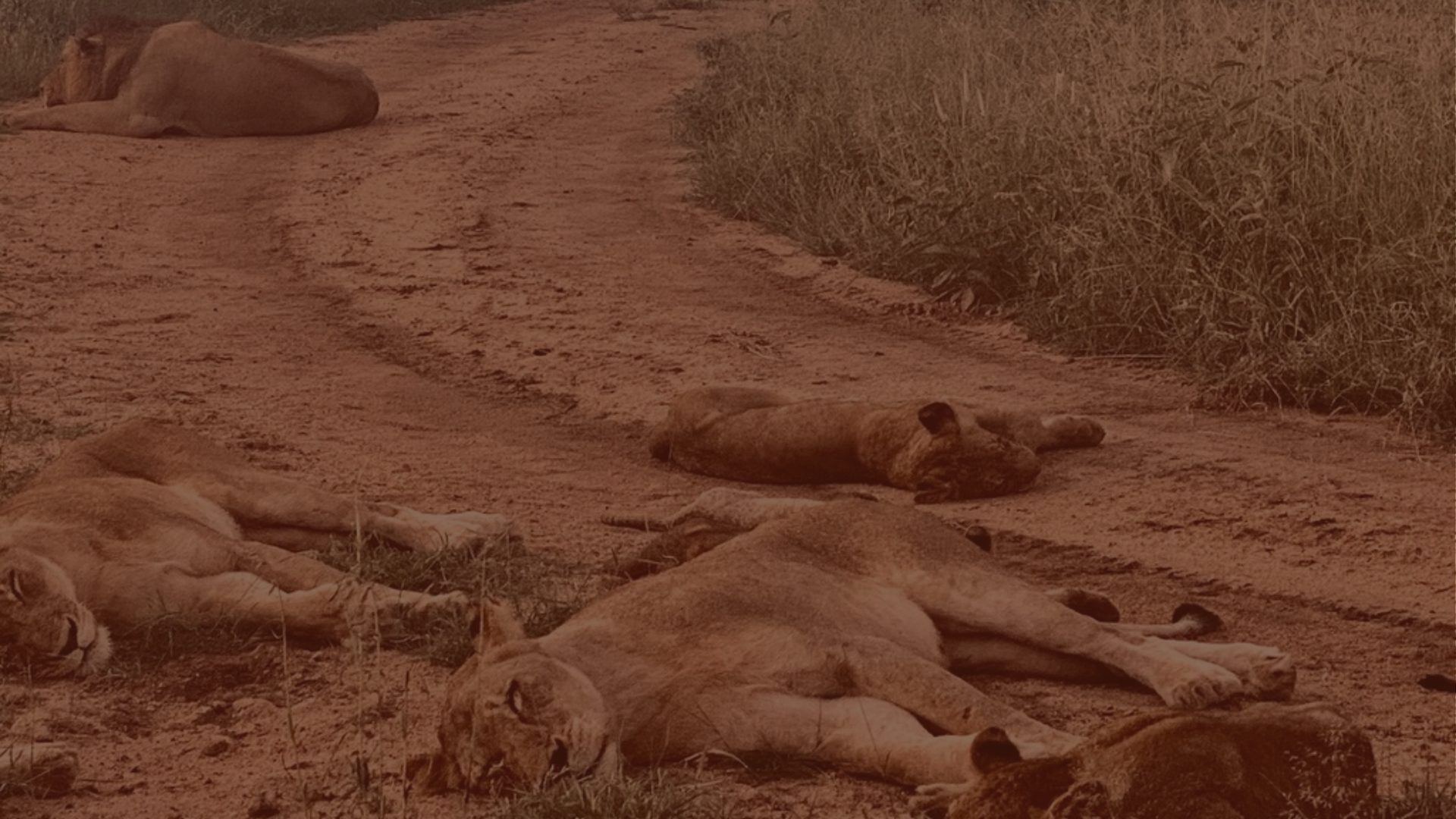 A group of lions lie sprawled across a dirt track, resting in the shade near tall grass.