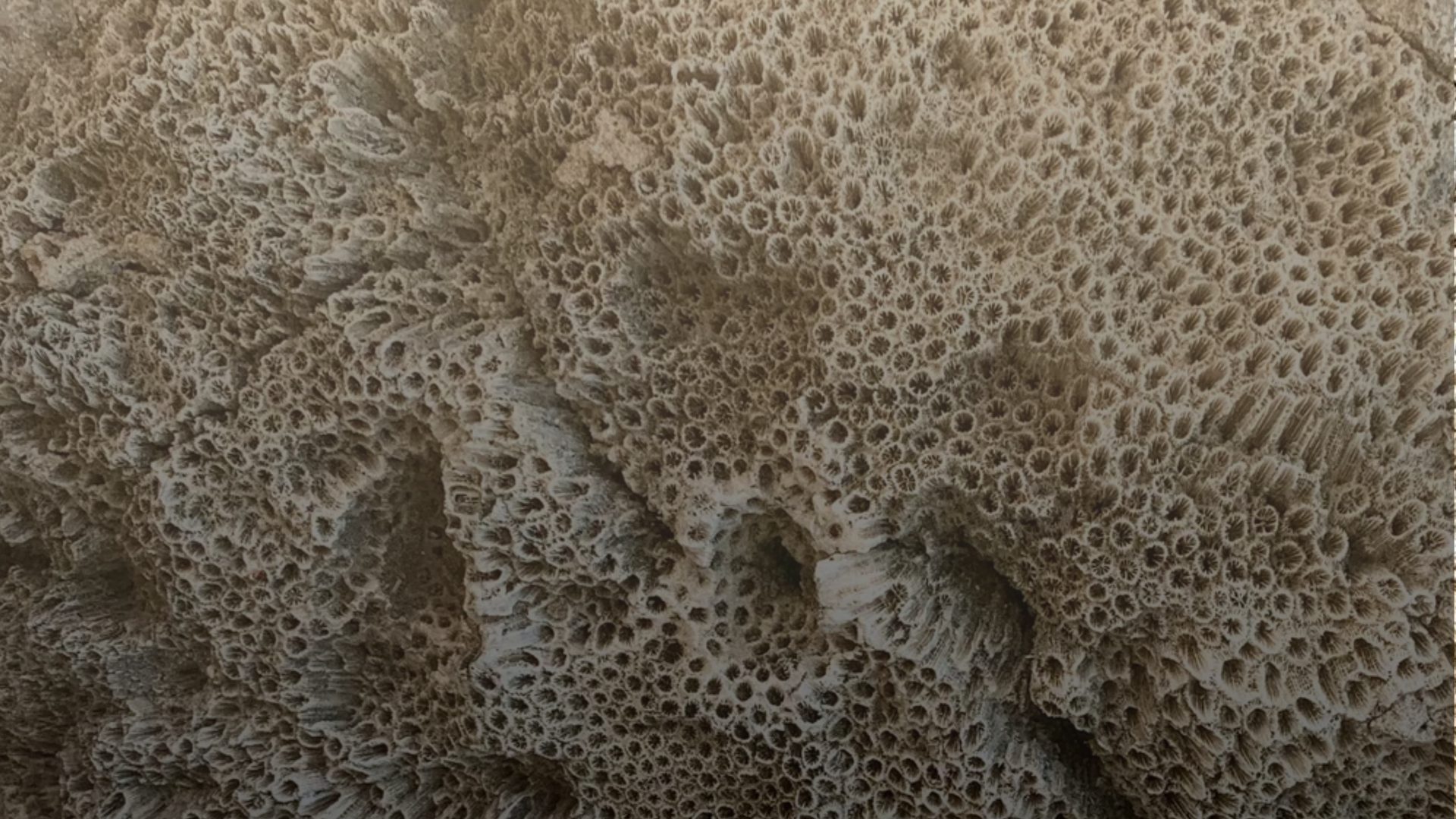 A close-up of pale coral, its surface a dense field of tiny rimmed cups, each with a star-shaped centre, rippling into soft ridges and shadowed folds.