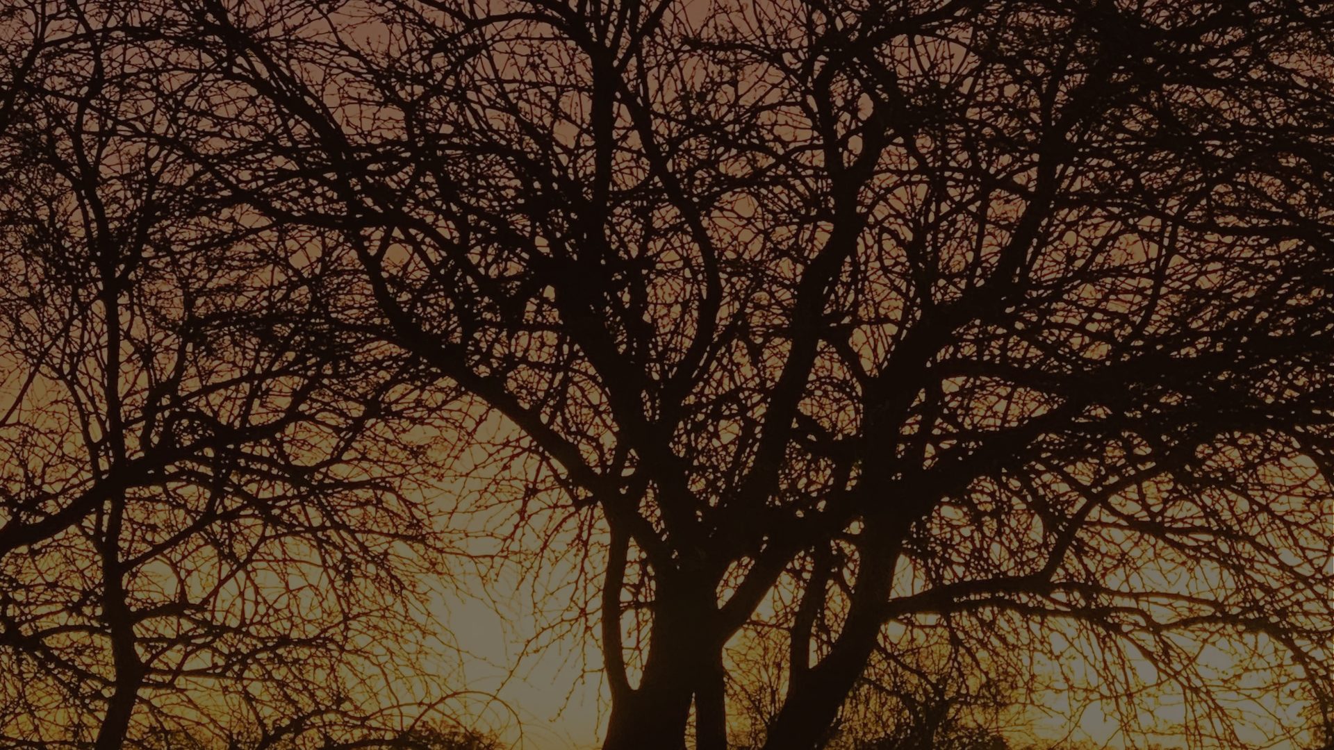 Bare, tangled tree branches spread in silhouette against a glowing amber sky.